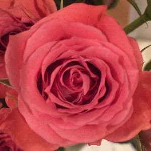 Meet your Posher, Isabelle